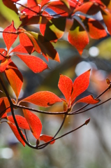 庭の紅葉　サラサドウダンツツジ