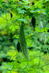 まだまだ頑張ってます　その２