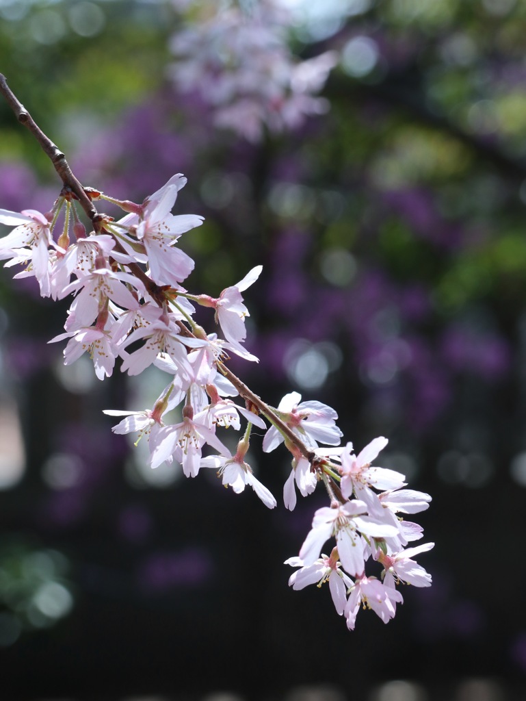 枝垂桜と競演
