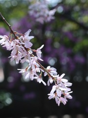 枝垂桜と競演