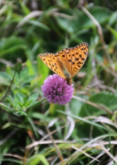 旅で出会った花　アカツメクサ