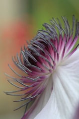 花芯に迫る　その２