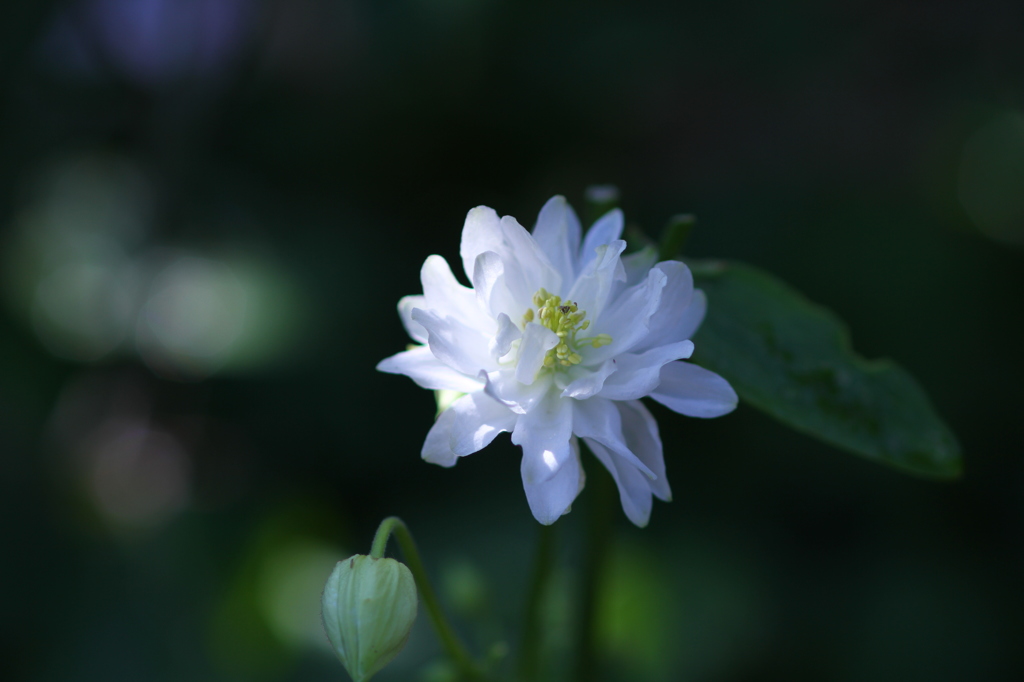 この花、何の花？