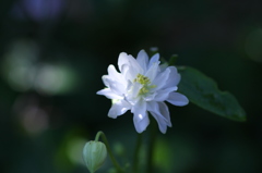 この花、何の花？