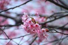 桜の女王　ヨウコウザクラ　その２