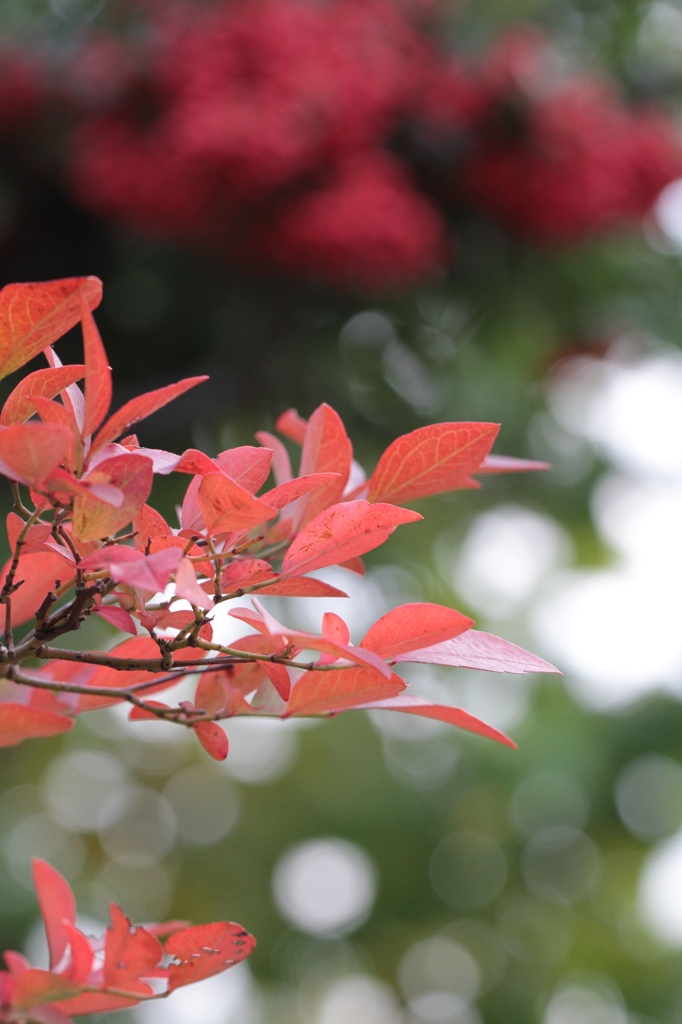 我が家の紅葉　その後