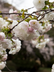 八重の桜　その２