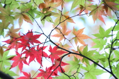 紅葉文様