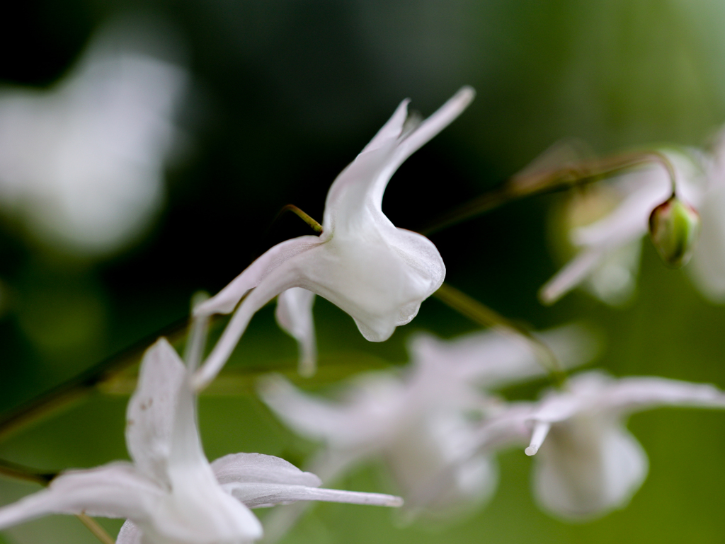 イカリ草