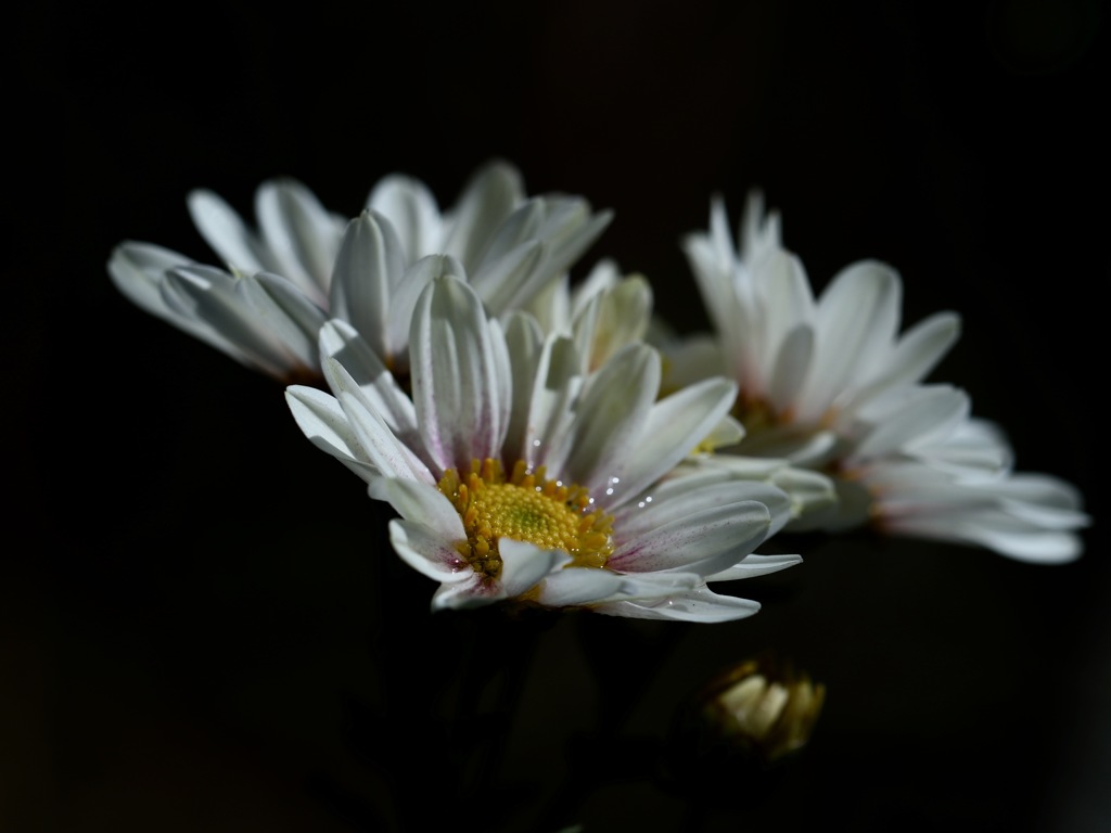 初菊