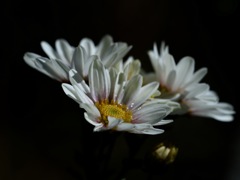 初菊