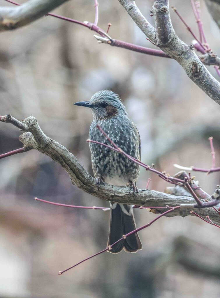 いらっしゃい！　その２