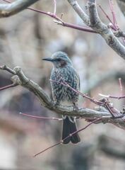 いらっしゃい！　その２