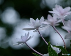 見上げる花火