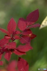 夏の紅葉