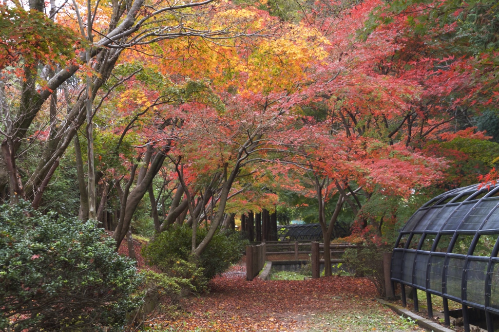身近な紅葉　その４