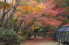身近な紅葉　その４