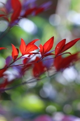 真冬の紅葉