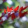 真冬の紅葉
