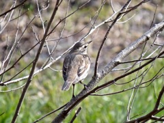 野鳥を狙う　その１