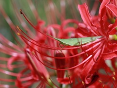 花は大丈夫？