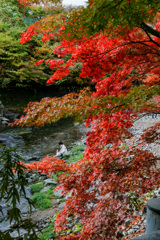 中野神社の紅葉　その３
