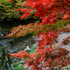 中野神社の紅葉　その３