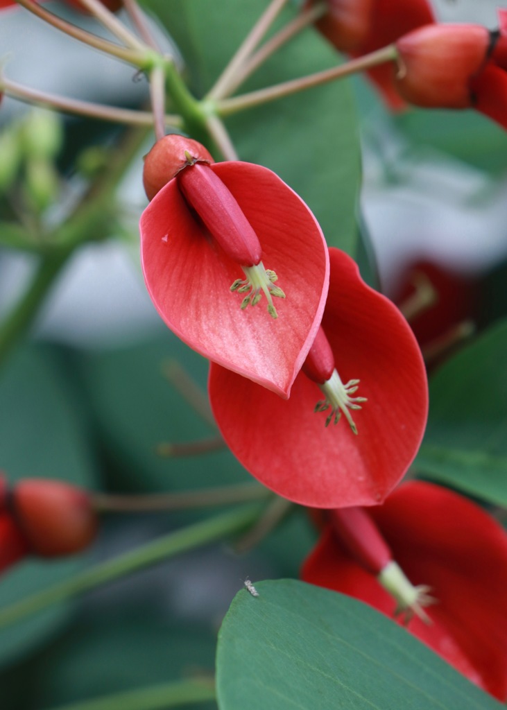 南国の花　その１