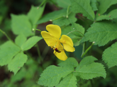 万葉植物園にて　その３