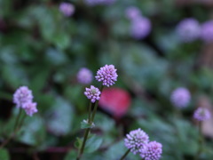 足元を照らす　その２