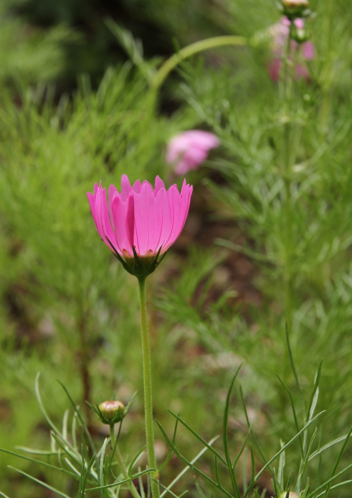 いよいよ出番！