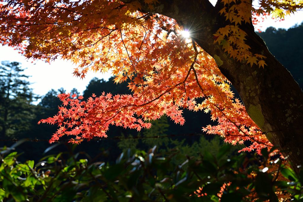 紅葉より降り注ぐ陽光