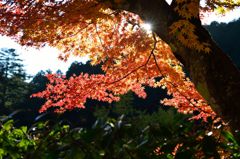 紅葉より降り注ぐ陽光
