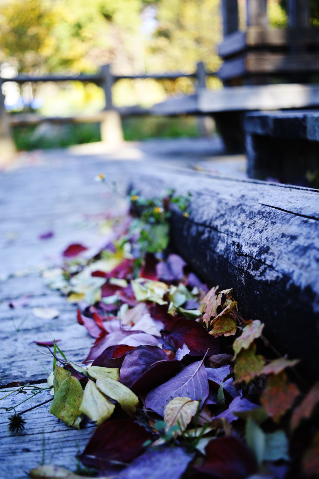 カラフルはっぱ