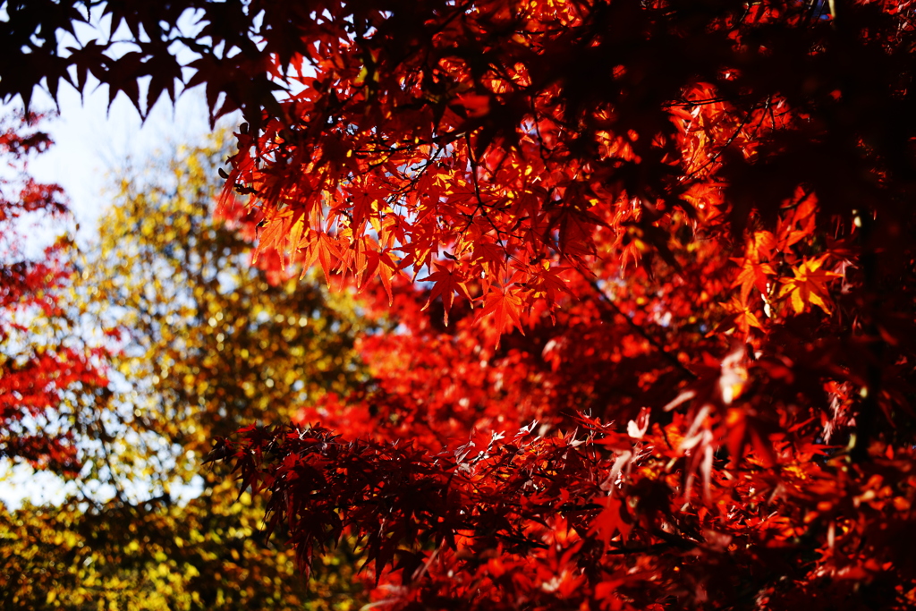 紅葉