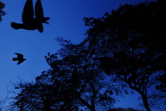 ハトシルエット