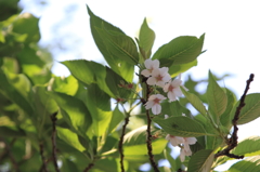 葉隠れ桜
