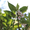葉隠れ桜