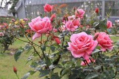 バラ園