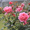 バラ園