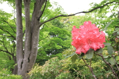 ●IMG_0668