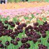 ●IMG_0636