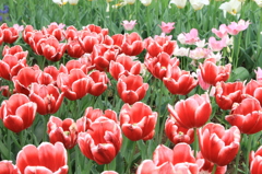 ●IMG_0604