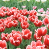 ●IMG_0604