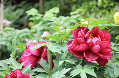 ●IMG_0655