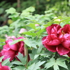 ●IMG_0655