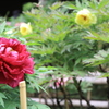 ●IMG_0653