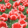 ●IMG_0603