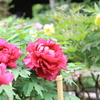 ●IMG_0651
