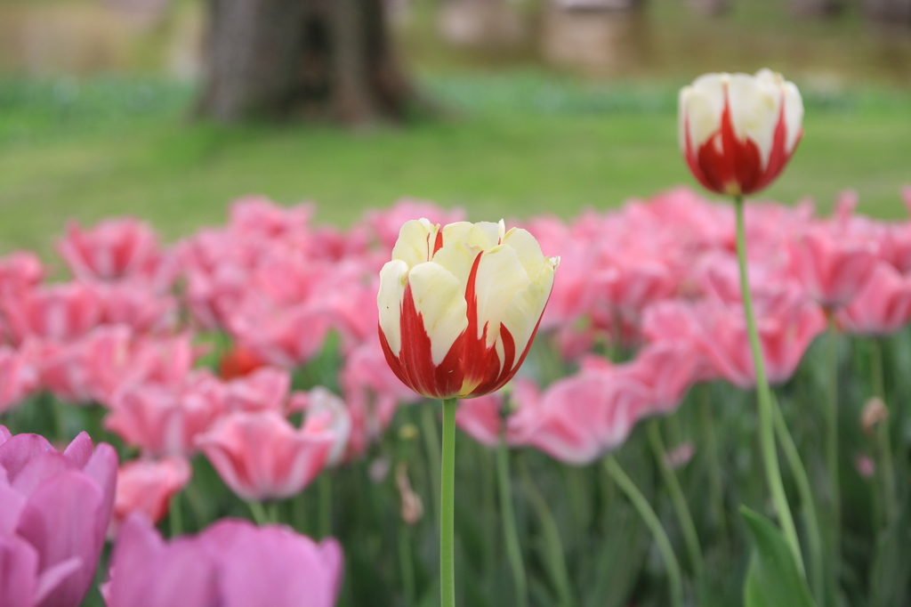 ●IMG_0619